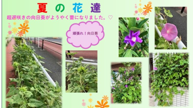 SOMPOケア そんぽの家S板橋若木（ホームだより）｜サービス付き高齢者
