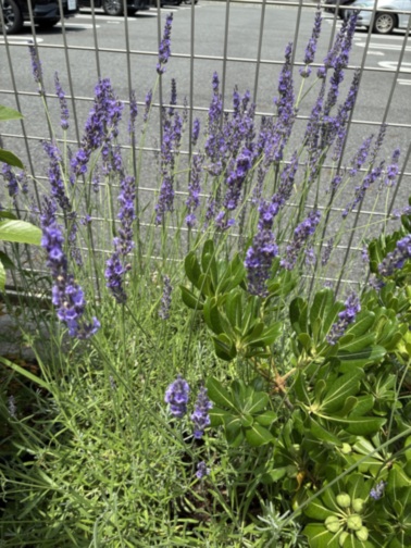 施設の庭園に咲くラベンダーの花壇。金属フェンスに沿って紫色の花が美しく開花している。