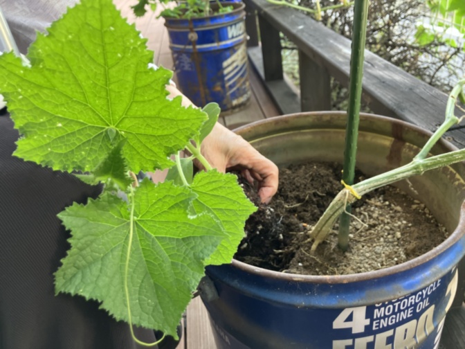【中古】 統合保育の方法論 SOMPOケア そんぽの家 植田一本松（ホームだより）｜介護付きホーム